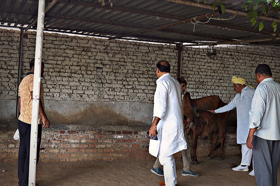 DP यादव जी गौ-सेवा करते हुए